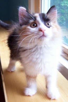 Kittens! We have kittens!