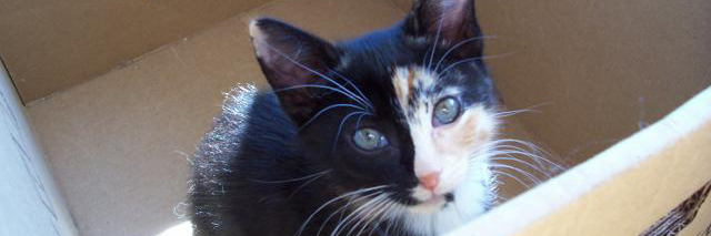 Calico